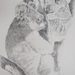 Lucy McCann Koala i