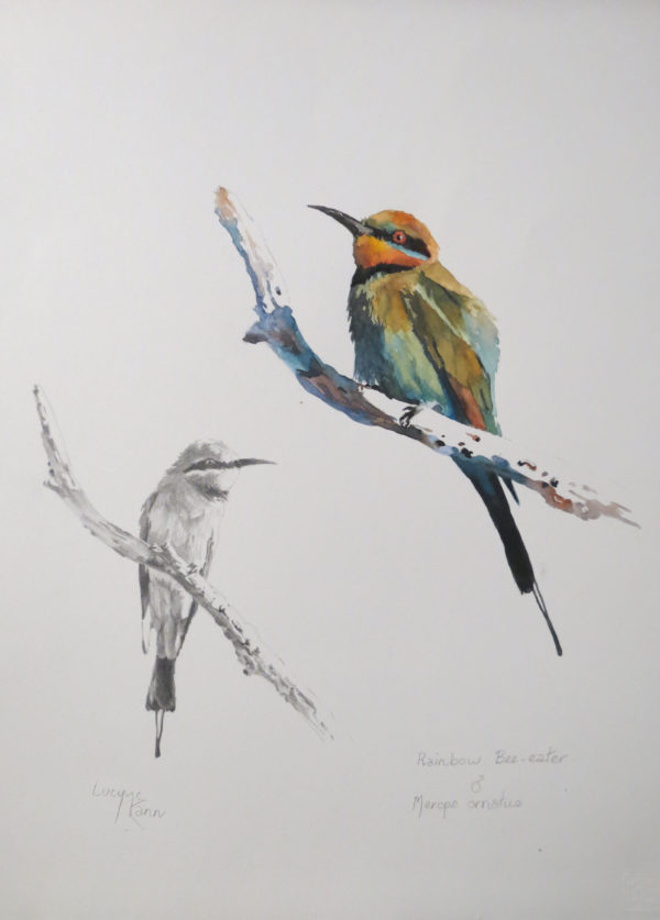 Lucy McCann Rainbow bee-eater